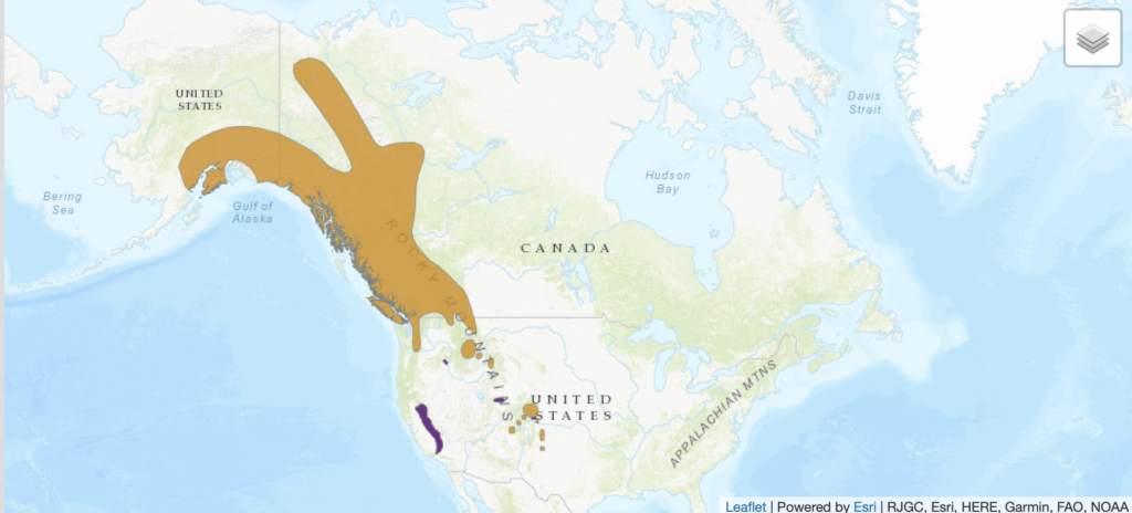 Map showing the range of the white-tailed ptarmigan in orange. Its range extends from Eastern Alaska down through the southern Rocky Mountains.